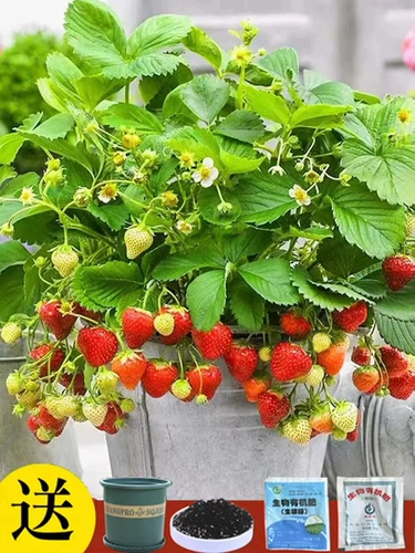 Семена семянного клубники кремовые клубничные кастрюли сажан