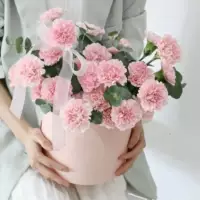 Гвоздики 300 капсул+горшки+почва+удобрения