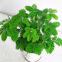 Капсулы Mimosa 100+горшки+почва+удобрения