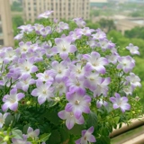 Датские семена семян цветочных семян ветра цветут в четырех сезонах, когда почва видит почву, в помещении и на открытом воздухе балконы двора легко жить