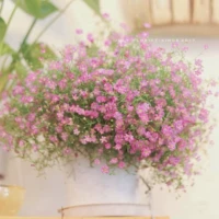 Розовый полный шин (3 капсулы)+горшок+почва+удобрения