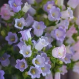 Датские семена семян цветочных семян ветра цветут в четырех сезонах, когда почва видит почву, в помещении и на открытом воздухе балконы двора легко жить