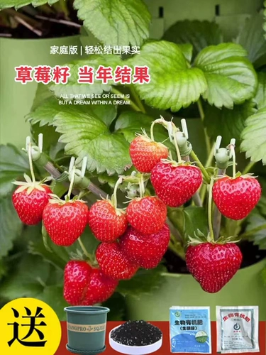 Семена семянного клубники кремовые клубничные кастрюли сажан