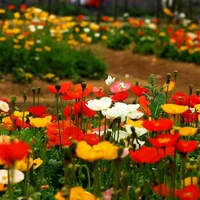 Yu Meiren 1000 зерен+горшки+почва+удобрения