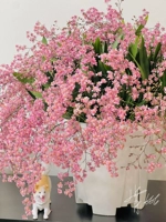 Pink Perfume Dream Pandan 100 Таблетки + горшечное удобрение почвы [набор]