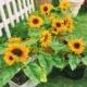 Короткие подсолнечники посадка 100 капсул+удобрение почвы горшка [набор]