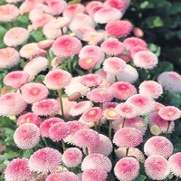 200 зерна розовых ромашек+горшки+почва+удобрения