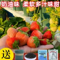 Cream Crawberry 1000 Капсулы+горшки+почва+удобрения