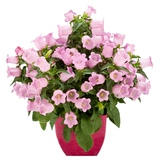 Датские семена семян цветочных семян ветра цветут в четырех сезонах, когда почва видит почву, в помещении и на открытом воздухе балконы двора легко жить