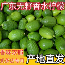 Guangdong Perfume Lemon First Grade Fruit Seedless Fresh Milk Tea Shop Special Coffee Green Fruit Authentic Freshly Picked Lime