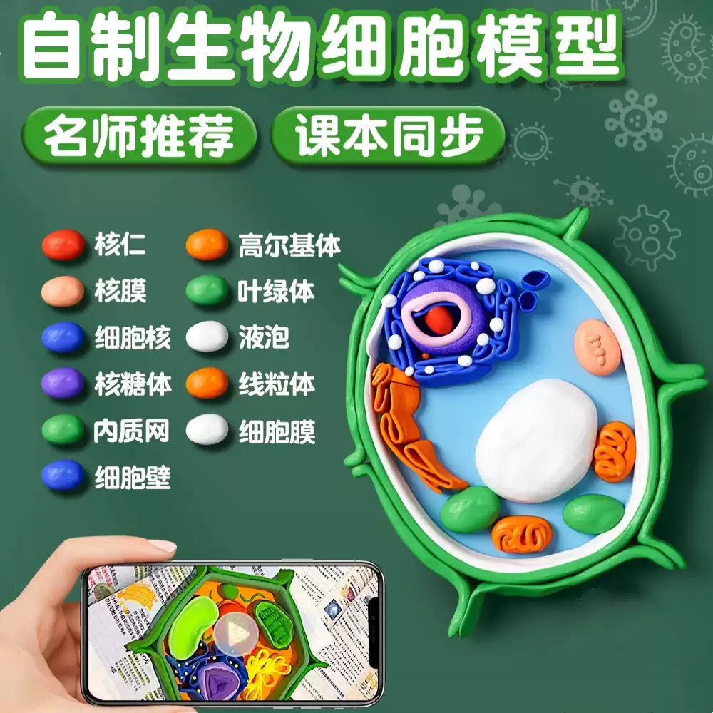 动物细胞模型七年级