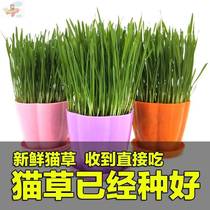 Cat grass is ready cat small grass cat grass mint wheat grass dog breed dog eats cat grass pet supplies