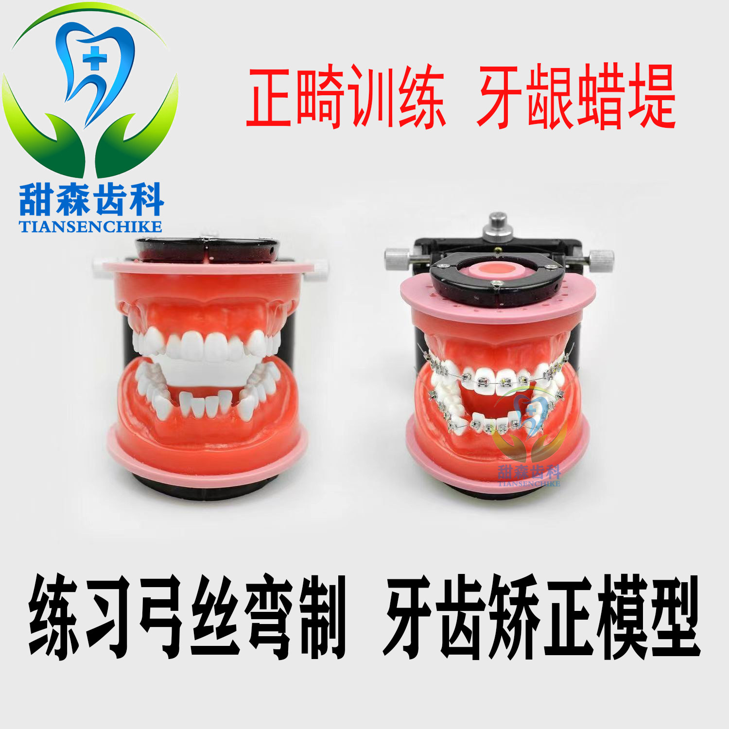 牙科正畸训练模型 牙齿矫正练习弓丝弯制蜡堤模型 带托槽假牙模型