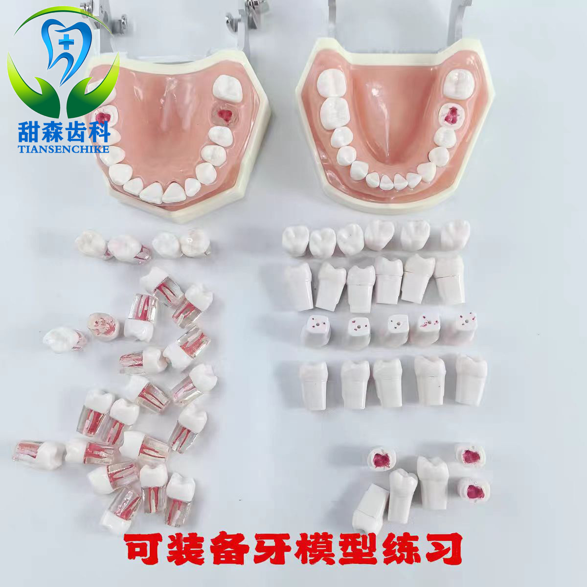 口腔技能考试练习仿真牙粒根管开髓牙树脂牙离体牙备牙种植牙模型