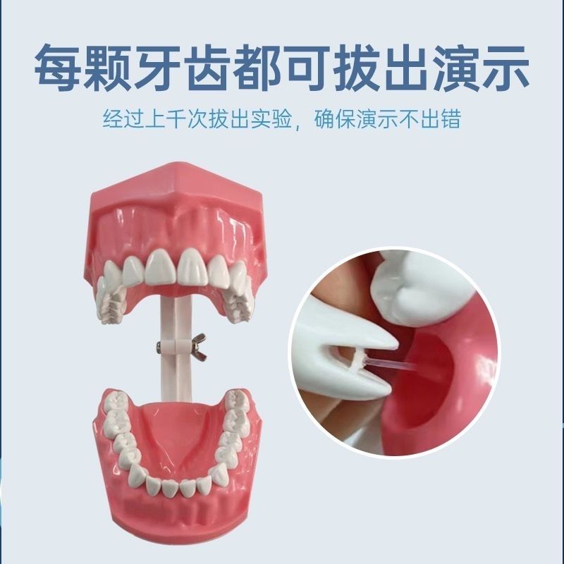 牙科牙齿模型幼儿园早教刷牙模具两倍假牙可拨动儿童口腔教学道具