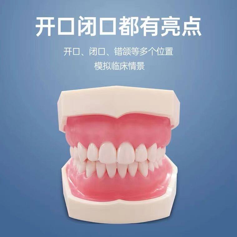 牙齿牙科标准模型全口可拆卸树脂口腔牙科练习教学模具仿真模拟