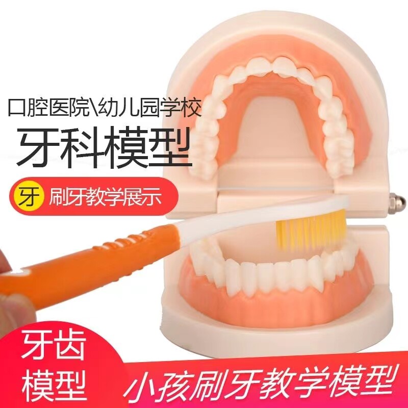 牙齿模型幼儿园早教刷牙模型标准两倍牙科儿童宝宝口腔教学教具