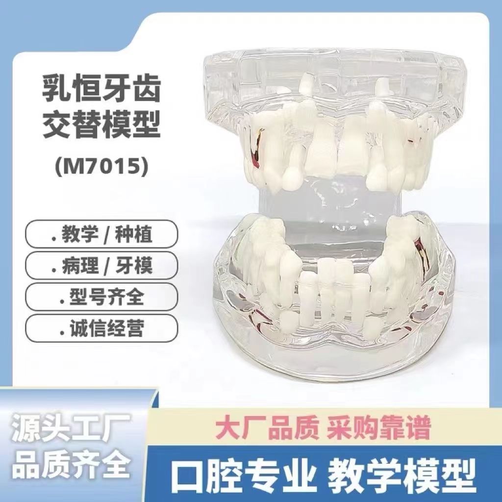 牙齿模型口腔教学全口透明乳恒交替演示模型儿童仿真树脂牙科医生