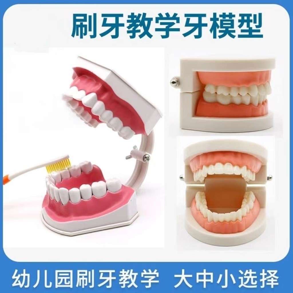 牙齿模型 幼儿园教学刷牙模型模具牙科教学模型摆件龋齿模型教具