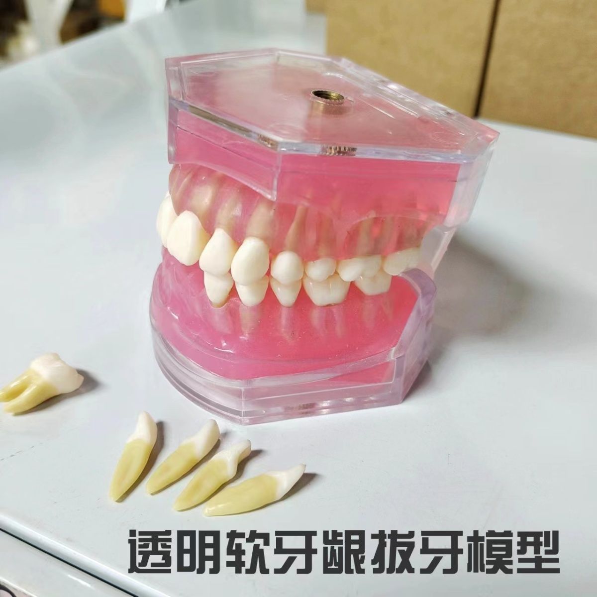 牙科口腔教学学生练习拔牙模型全口可拆卸牙齿软牙龈双色恒牙