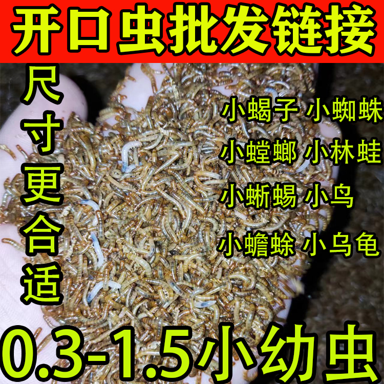 黑蜘蛛粉：隐藏于民间的神秘药材宝库