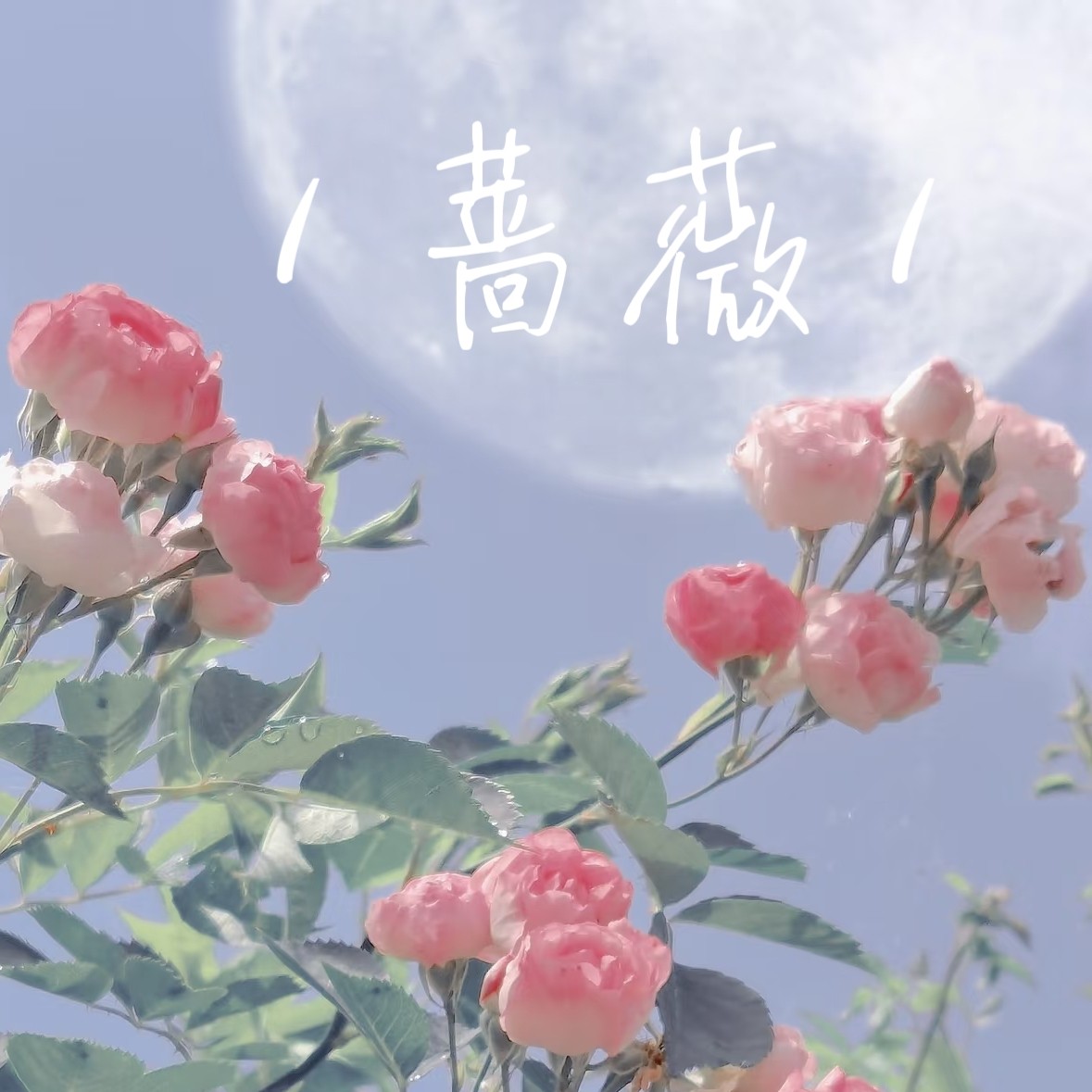 蔷薇珍宝