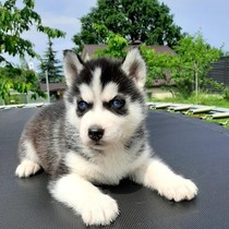 Husky puppies purebred three fires double blue eyes two Husky puppies sled dogs domestic pets puppies live puppies