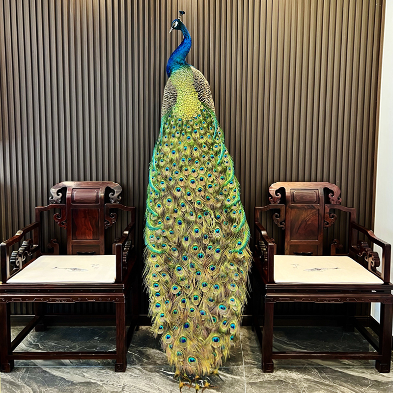 Peacock Specimen Real Feather Floor-Standing Large Ornament for Living Room Hotel Decoration Craft Opening Gift Prop Model Peacock Specimen Real Feather Floor-Standing Large Ornament for Living Room Hotel Decoration Craft Opening Gift Prop Model