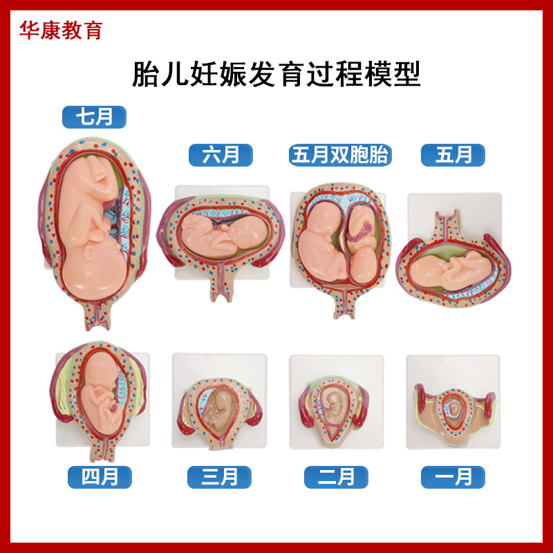 胎儿妊娠发育过程模型胚胎形成妇产科子宫解剖妇幼保健教学模具