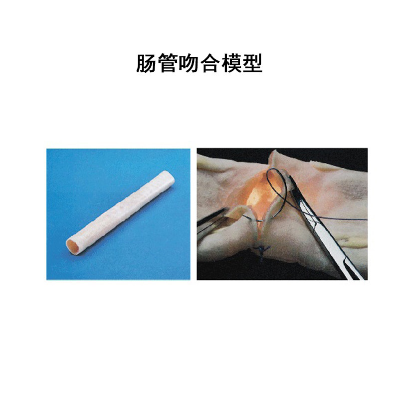 肠管吻合仿真模型血管缝合训练模块