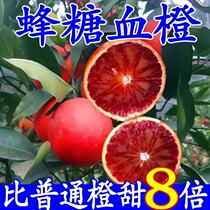 Sucre glacé Sang Orange Miao Taroco Sang Orange Graft Fruits Arbres Slim Caramela Rouge Viande rouge Navel Orange Zhonghua Miel Orange Orange Berry Sapling With Fruit