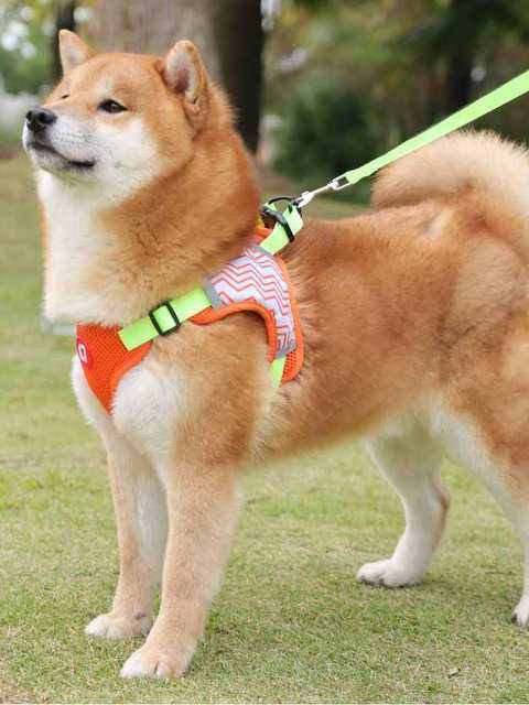 Shiba Inu Dog Leash Harness Medium Dog Vest Style Dog Walking Rope Corgi Bean Shiba Pet Supplies Dog Chain