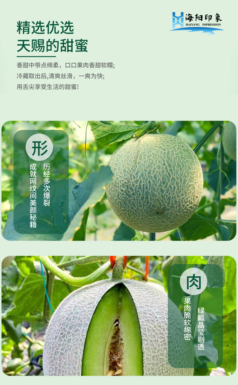 山东海阳网纹蜜瓜 2粒/2250g 图4