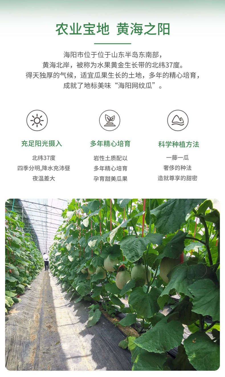 山东海阳网纹蜜瓜 2粒/2250g 图2
