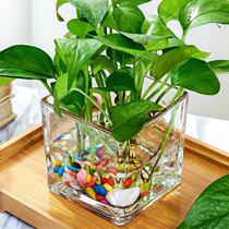 *Creative glass flower pot green palm vase hydroponic vessel water bottle transparent flower flower square described