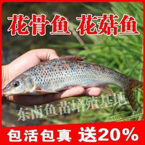 Good quality freshwater flowers bone fish flower mushrooms fish earth anchovies giseduces giseduces Chicken Bones Season Fish Fry fish fry