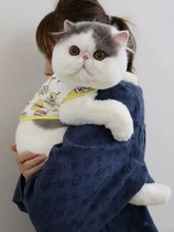 Garfield kitten pure white Persian cat big face exotic short-haired cat live body pure blue and white different pupils domestic pet cat