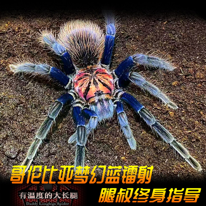 腿叔~哥伦比亚梦幻蓝镭射Xenesthis sp blue：蜘蛛界的颜值天花板！养它
