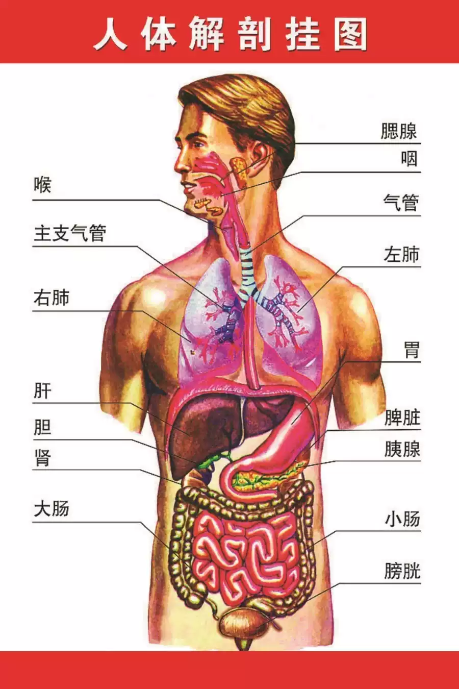 人体解剖彩色结构图骨骼肌肉器官图解医院用解剖教学海报PP胶背胶解剖图100x150cm, image size:900x1350