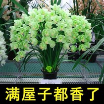 (Recommended products) Precious and strong pandan orchid potted Molan Cymbidium four seasons orchid indoor good nourishment boutique flowers
