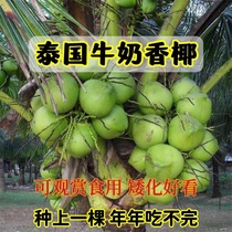 Thai milk-scented coconut saplings milk-scented dwarf balcony potted plants ground plantings courtyard plantings in the north and south and current year results