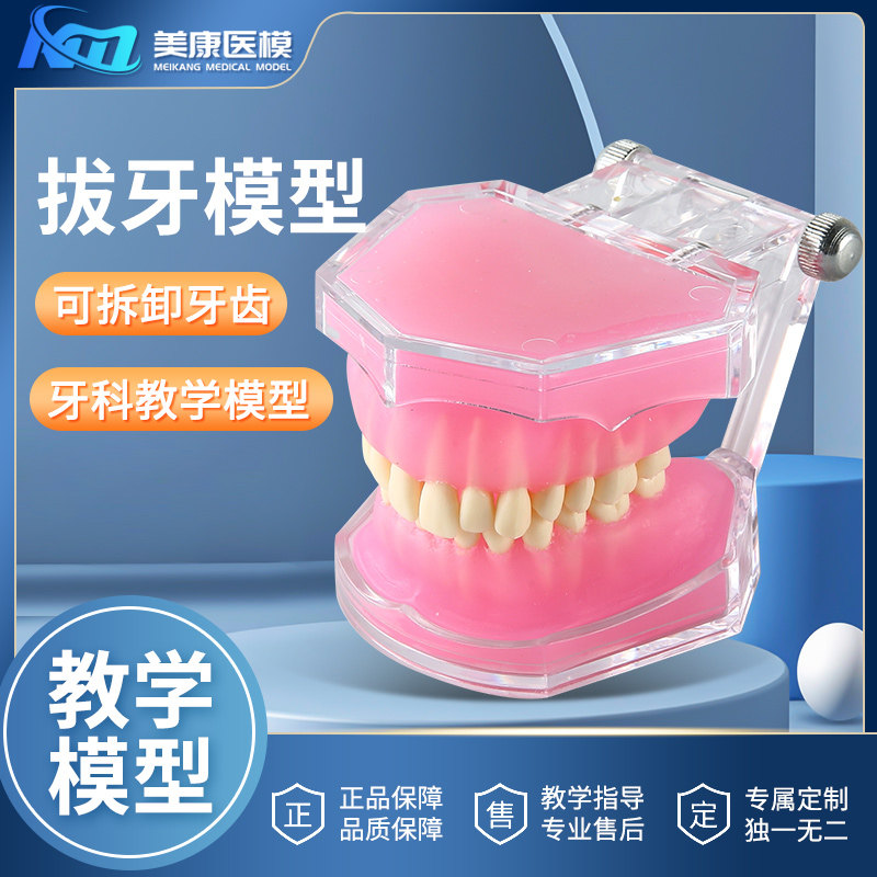 拔牙练习模型牙科口腔材料牙模材料牙齿模型临时牙模口腔教学教具