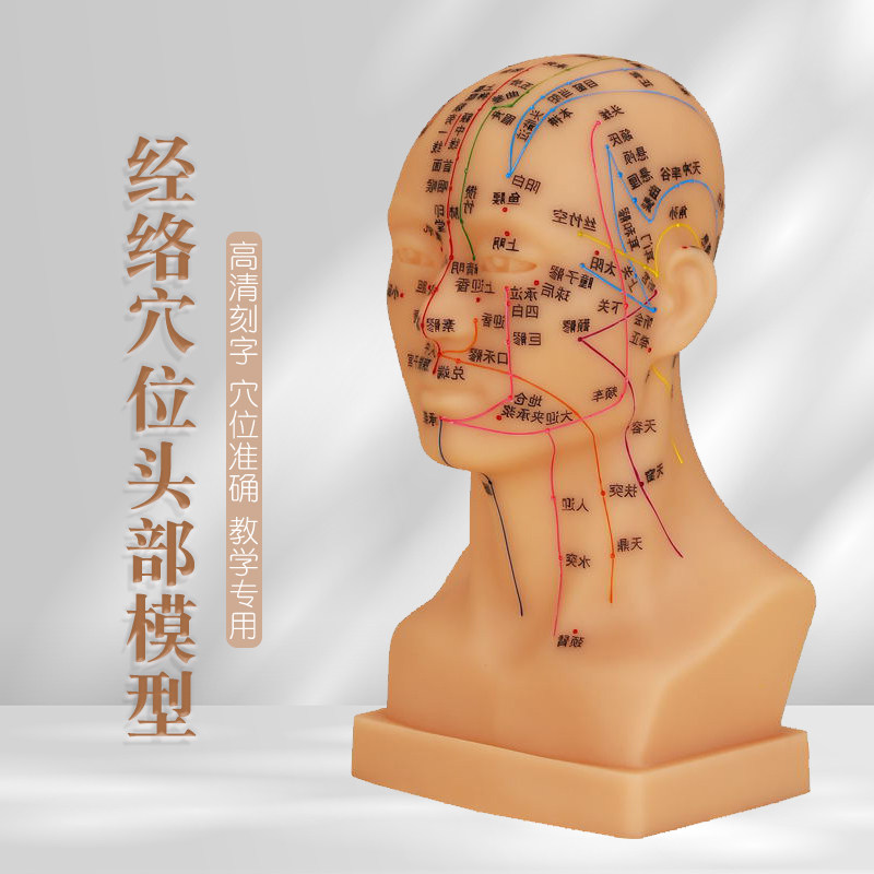 头模穴位练习脸部穴位中医教学模具针灸反射区养生按摩人头模型