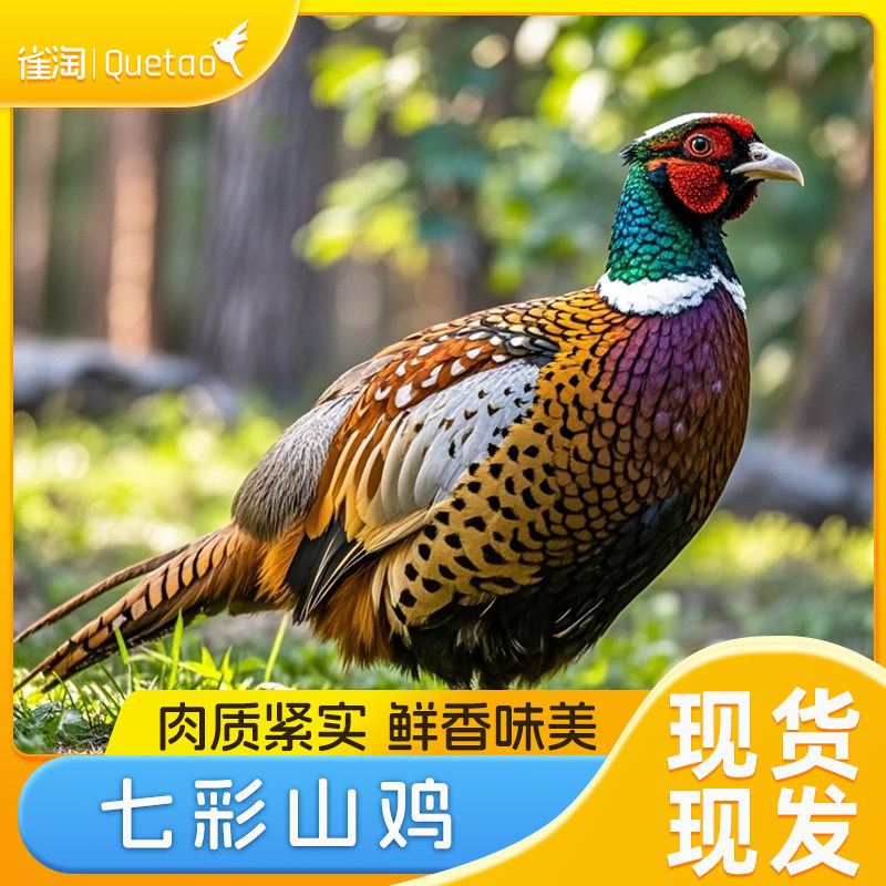 雀淘正宗林下慢养七彩山鸡营养丰富月子鸡走地鸡现杀现发新鲜冷冻发货