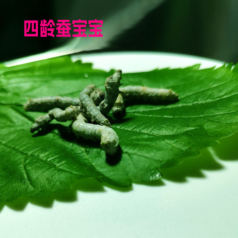 蚕宝宝活体金丝彩色白幼蚕套装:养蚕新手也能轻松上手的神奇生物!-蚕宝宝-淘宝好物网