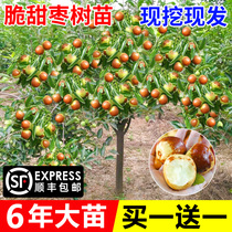 Jujube live seedlings grafted to winter jujube field-planted fruit trees and fruit seedlings that bear fruit in the same year northern and southern jujubes super sweet and extra large courtyard