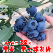 Blueberry tree fruit seedlings with fruit potted ground planting in the south and north planting ONeill rabbit eye emerald blueberry planting seedlings