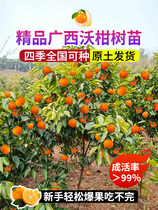 Guangxi Wogan saplings authentic Wuming seedless seedless grafted new citrus tree seedlings orange orange potted plants