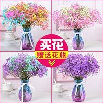 (Including Vase) Gypsophila Dried Flower Bouquet Send Flowers Real Flower Living Room Decoration Decoration Net Red Air-dried Decoration