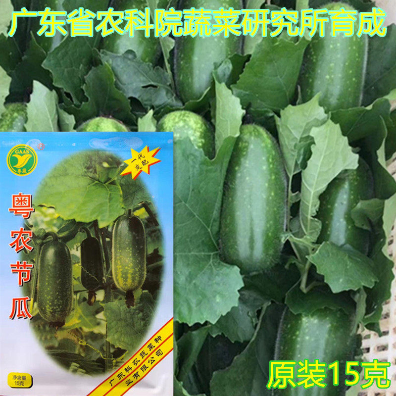 Cantonese-Vegetable Cards Cantonese Farming Festival Melon Seeds 15 gr Original clothes of Guangdong Provincial Academy of Agricultural Sciences Festival Guacolong Oita Vegetable Seeds